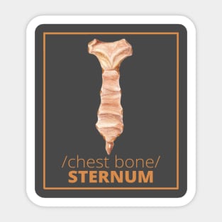 STERNUM /chest bone/ T-SHIRT Sticker